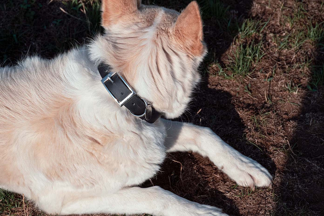 Image of a dog wearing a black waterproof collar and silver buckle.