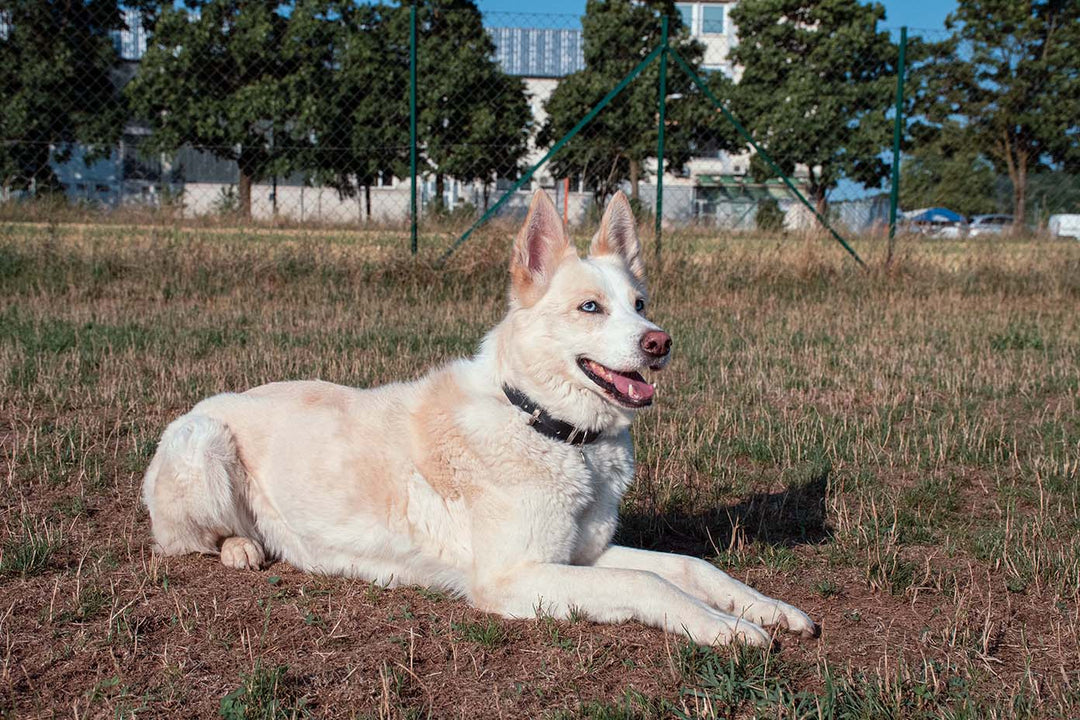 Image of a dog wearing a black waterproof collar and silver buckle.