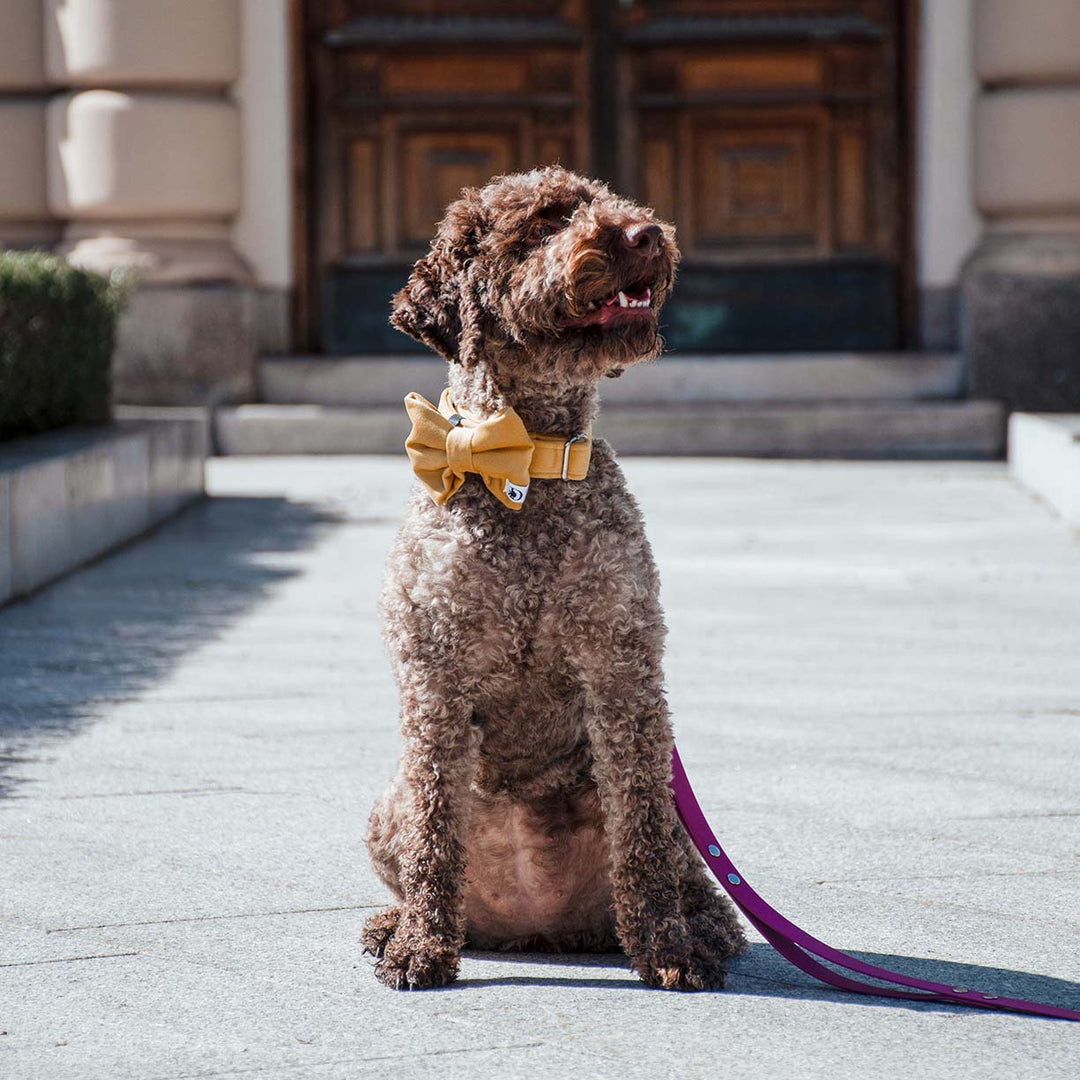 AMBER VELVET BOW TIE