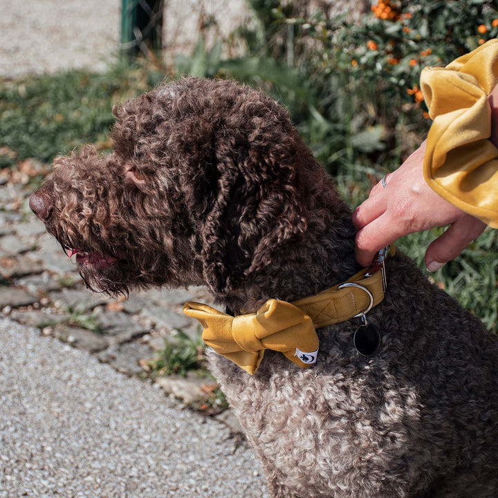 AMBER VELVET BOW TIE