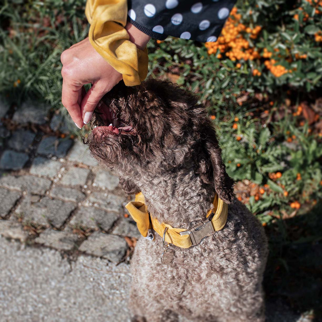 AMBER VELVET BOW TIE