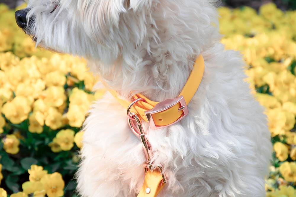 A beautiful Bichon Havanese dog wearing a yellow waterproof collar with rose-gold hardware.