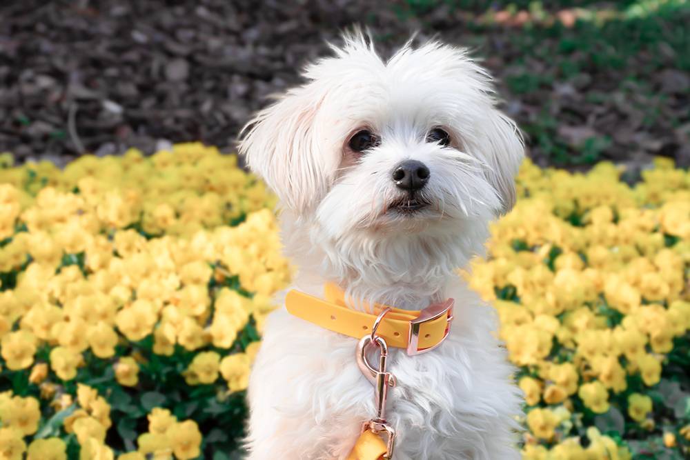 Image of a Bichon Havanese dog wearing a yellow waterproof collar with rose-gold hardware.