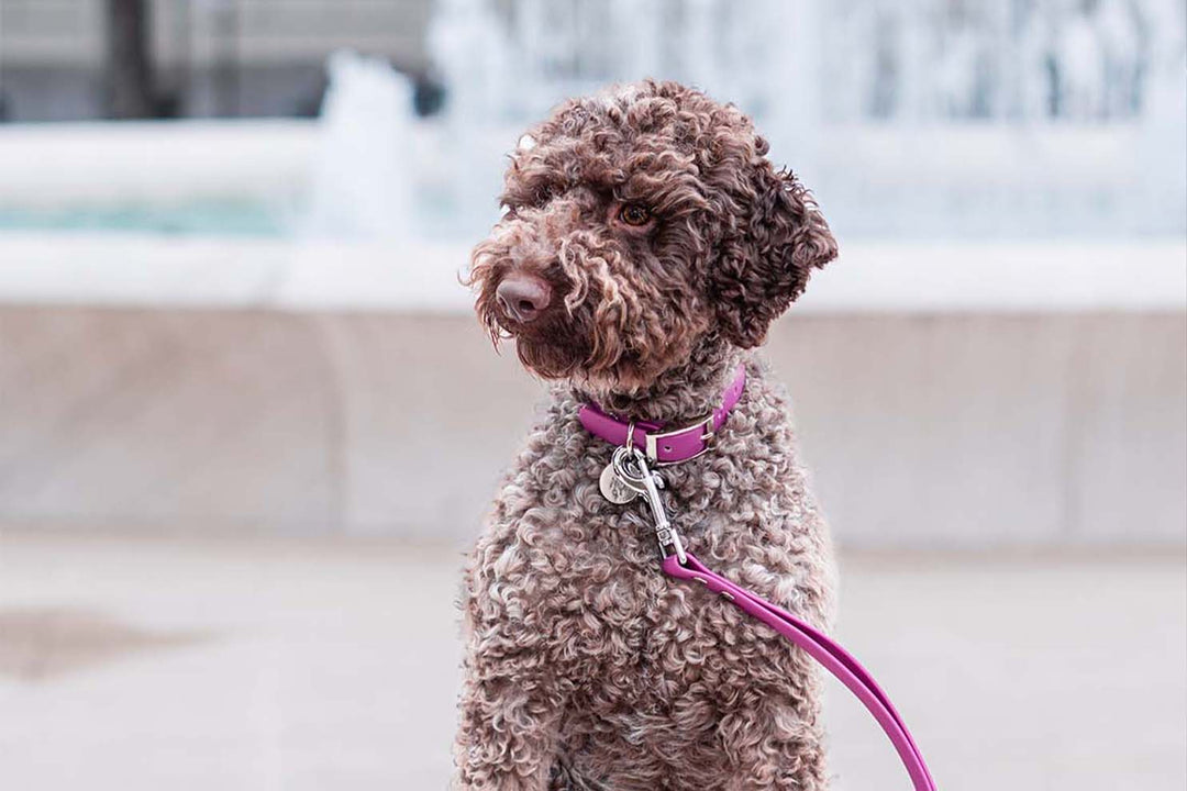 A beautiful Lagotto Romagnolo dog proudly wearing a pink waterproof collar.
