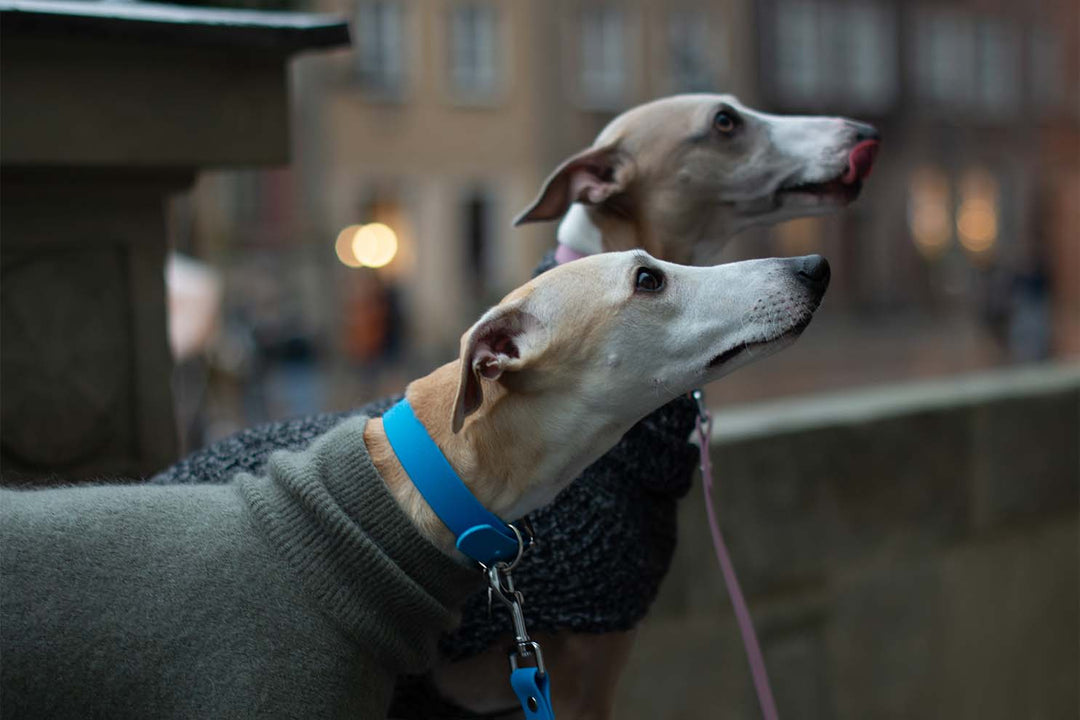 Two greyhounds, one wearing a pink waterproof collar and the other wearing a blue waterproof collar, standing side-by-side.