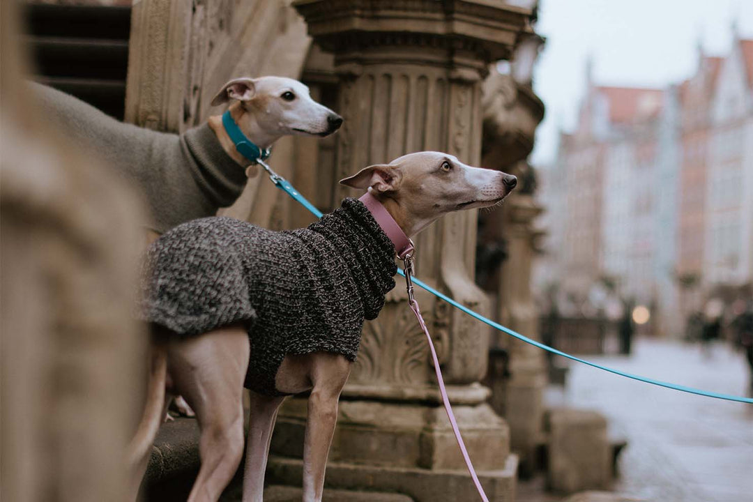 Two greyhounds, one wearing a pink waterproof collar and the other wearing a blue waterproof collar, standing side-by-side.