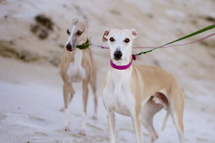 Image of two adorable greyhound dogs wearing waterproof collars, one in pink and the other in olive green.