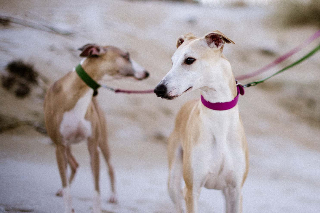 Two adorable greyhound dogs wearing waterproof collars, one in pink and the other in olive green.