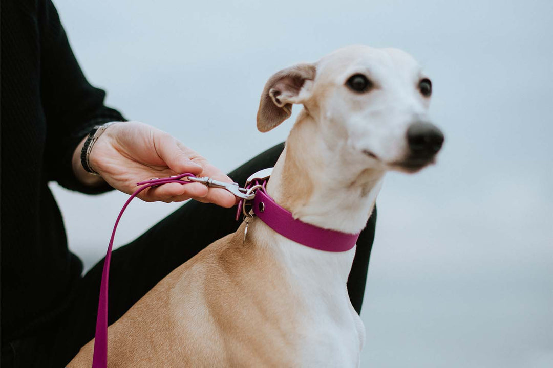 A stunning Greyhound dog proudly wearing a pink waterproof collar.