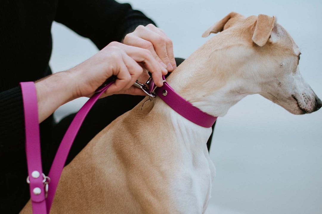 Image of a Greyhound dog proudly wearing a pink waterproof collar.