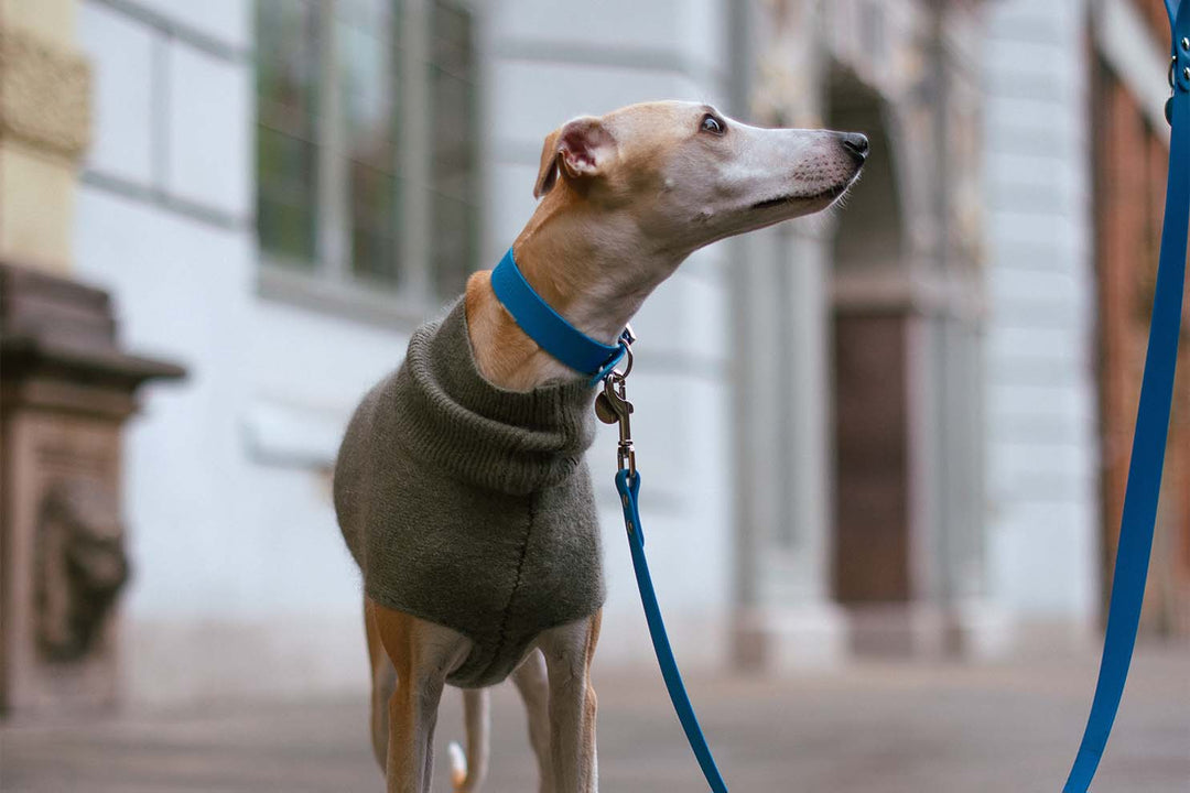 A close-up photo of a greyhound dog wearing a blue waterproof collar and leash, standing on a sidewalk.