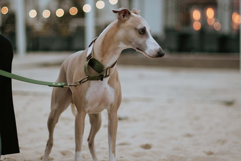Beautiful Whippet dog in olive green leash.