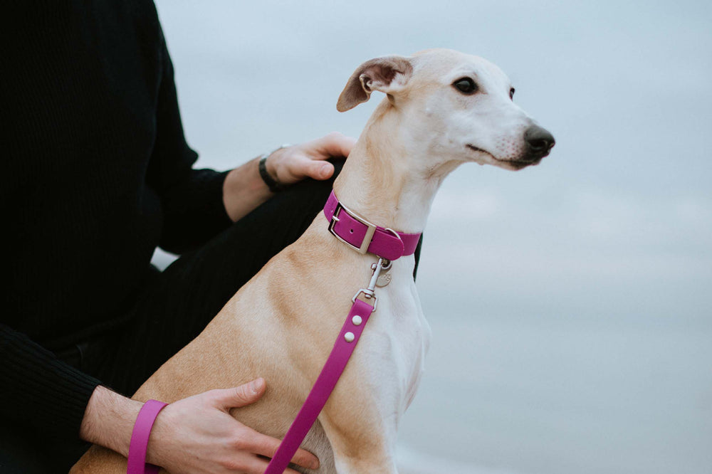A stunning Greyhound dog proudly wearing a Red Violet waterproof collar and leash.