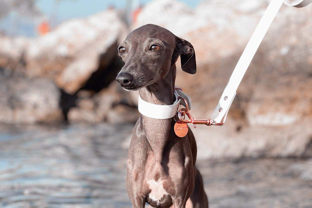 A beautiful Italian Greyhound dog in white waterproof collar and leash.