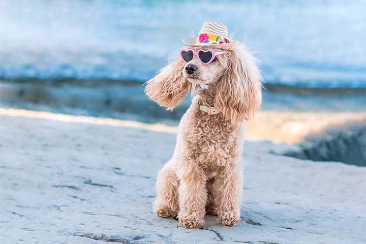 A poodle wearing a hat, sunglasses and a waterproof light green waterproof collar with rose gold buckle.