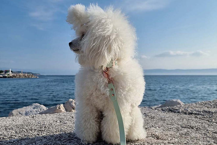 A beautiful Miniature Poodle dog wearing a mint green waterproof collar and leash with rose-gold hardware.