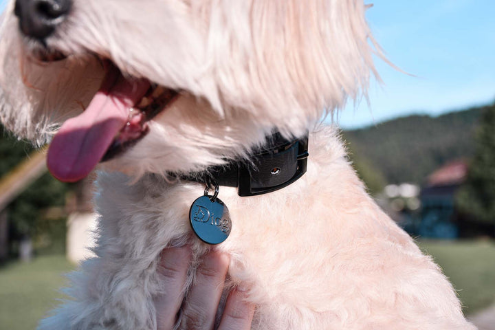 Bichon Havanese dog in black waterproof collar with a black buckle.