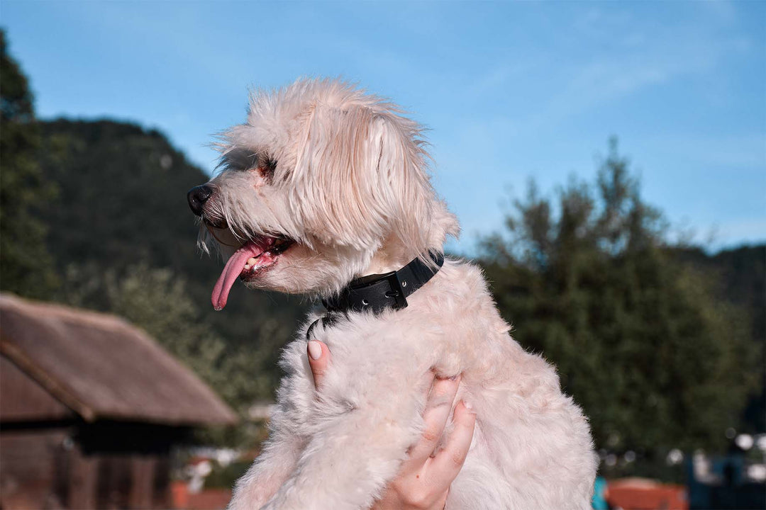 Bichon Havanese dog in black waterproof collar with a black buckle.