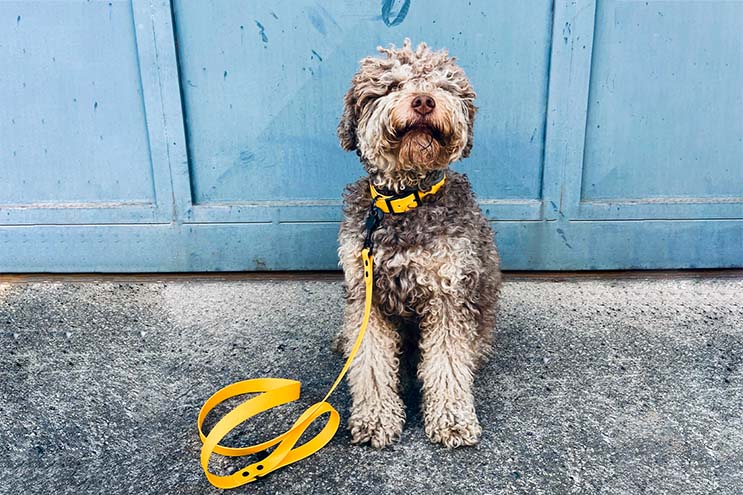 Image of a beautiful Lagotto Romagnolo dog wearing a yellow waterproof collar with black buckle.