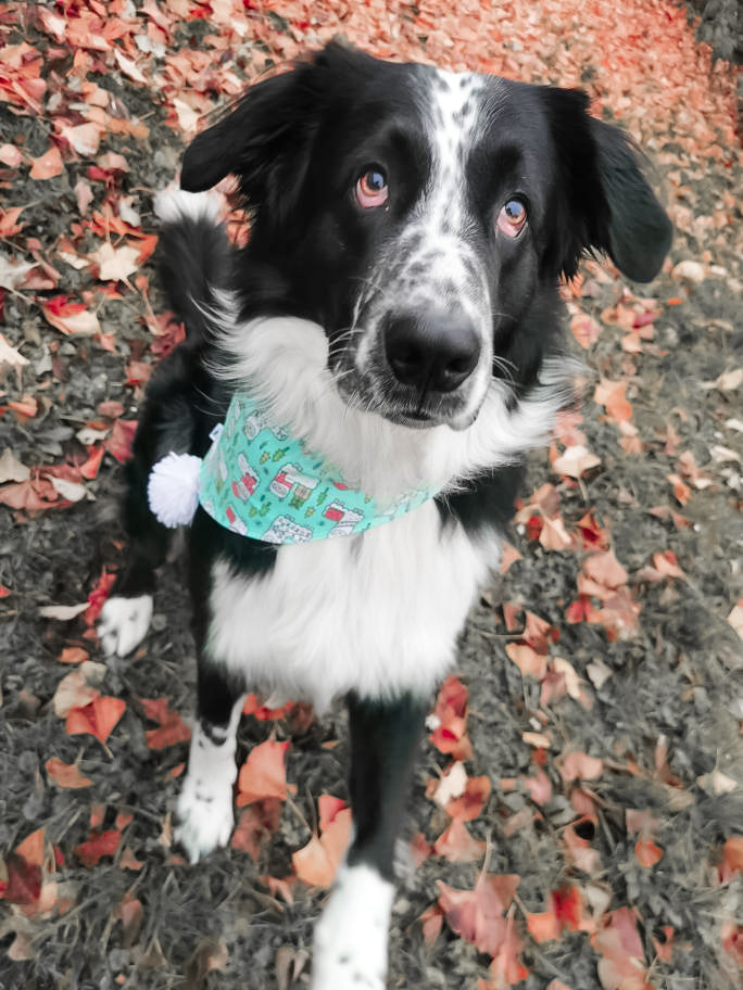 Diog dog bandana for all occasions