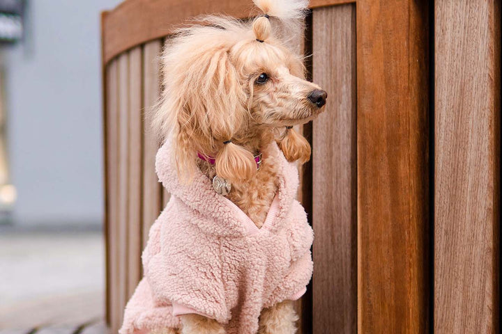Miniature Poodle dog looking adorable in a Pink Teddy Sherpa Hoodie, perfect for warmth and style.