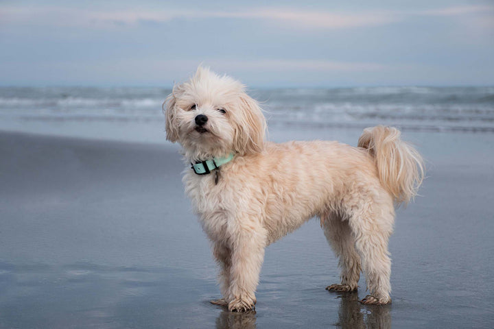 A beautiful Bichon Havanese dog is waering a light blue waterproof collar.