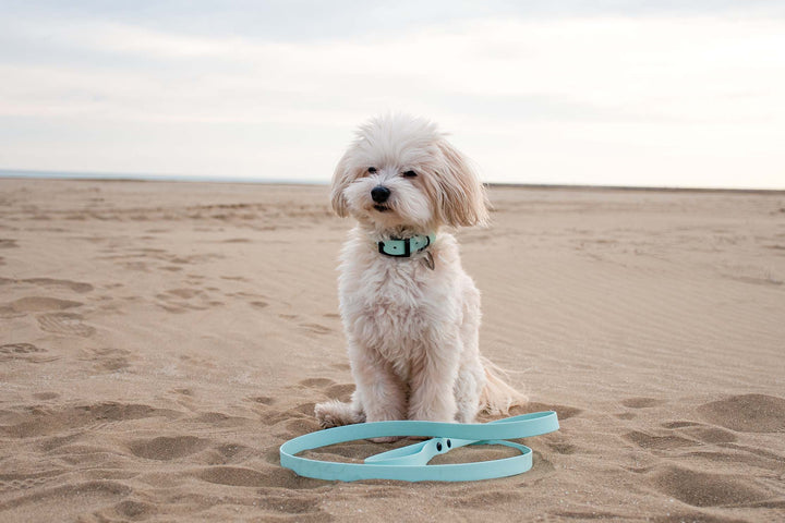 A small white Bichon dog wearing a light blue waterproof collar and leash, sitting on a sandy beach.