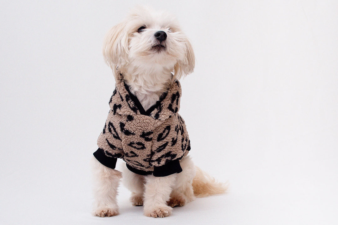 Adorable Bichon Havanese dog wearing a cozy Teddy Sherpa hoodie in panther pattern.
